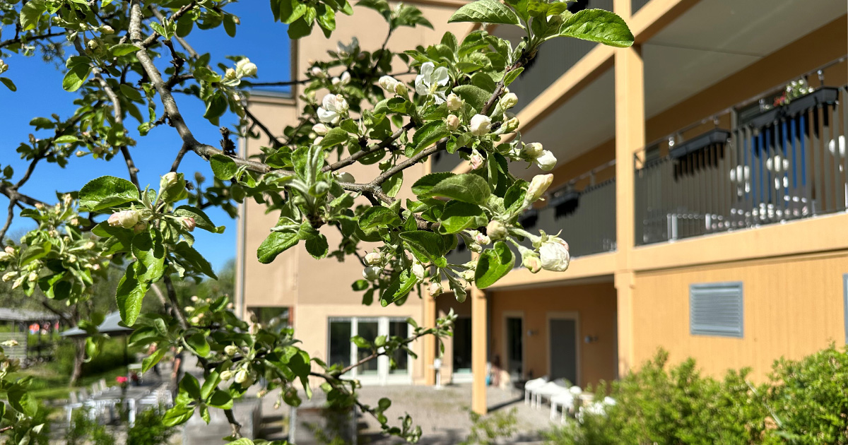 Äppelblom en solig dag, med ett hus i bakgrunden.