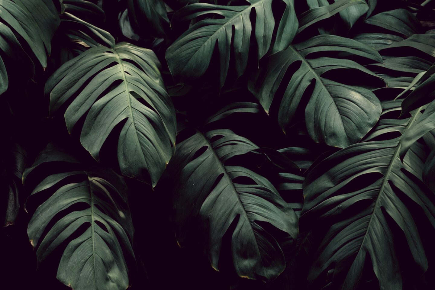Stora gröna Monstera-blad överlappar varandra i ett mörkt, frodigt tropiskt mönster.
