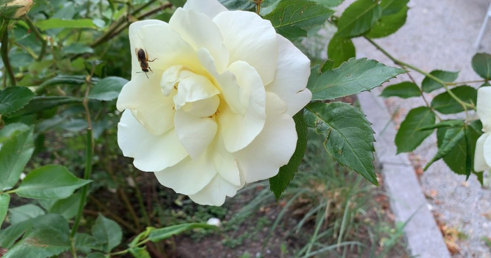 Nyhetsbild
