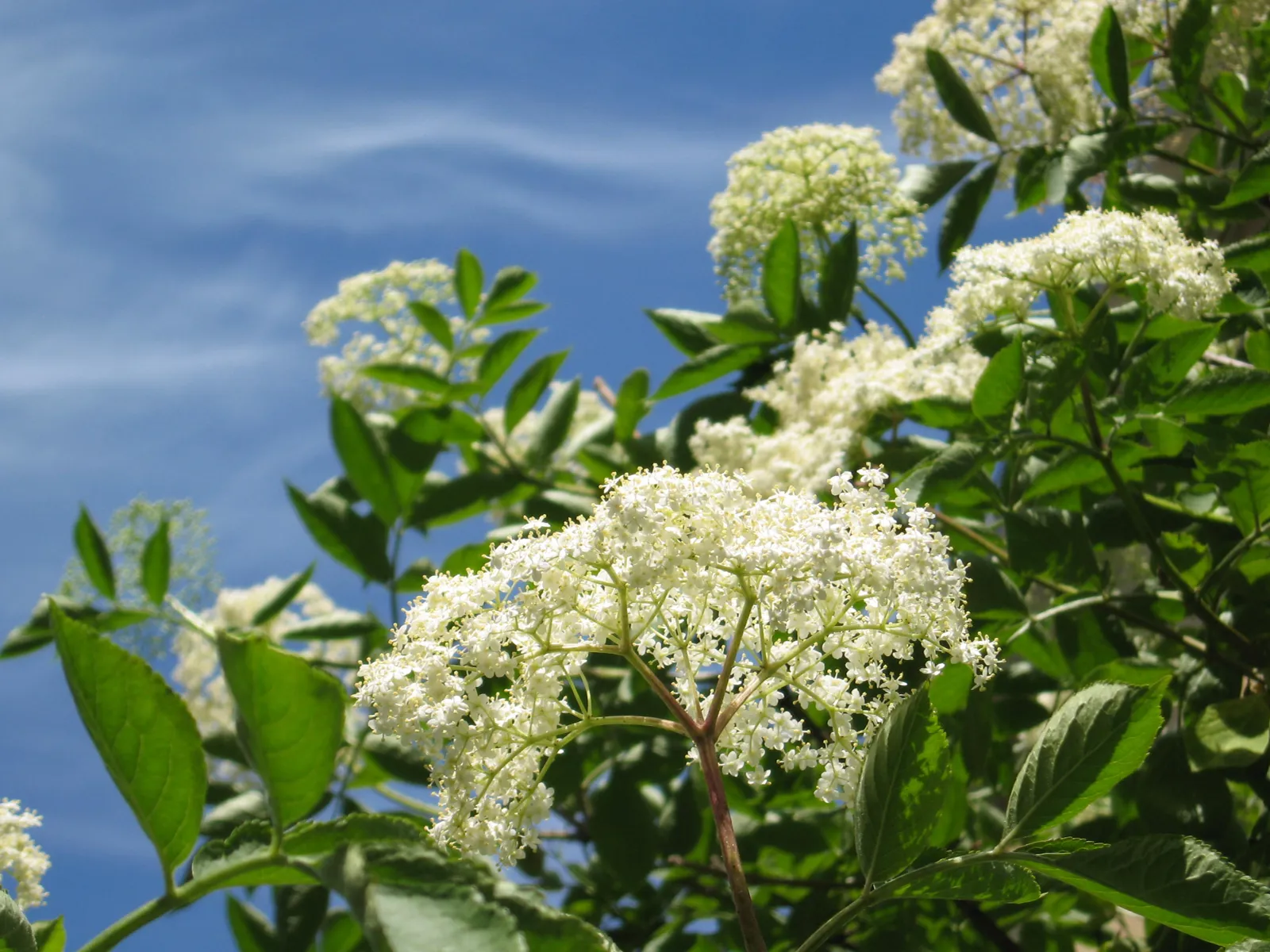 Fläderblommor mot blå himmel.