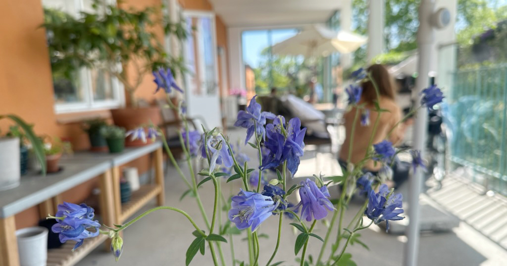 Närbild på blå blommor på en solig altan med människor och krukväxter i bakgrunden.